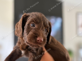 1 beautiful puppy for sale