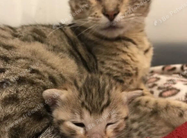 Savanna crossed bengal