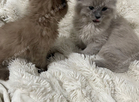 Two beautiful ragdolls
