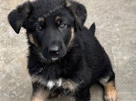 German Shepherd pups
