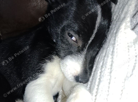 8m Patterdale x Jack x ??? for energetic home