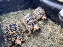 Male Leopard tortoise 8 years old.