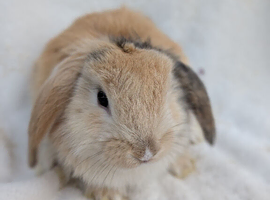 Mini lop