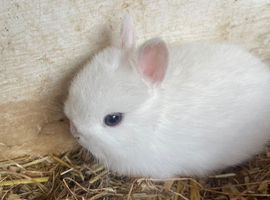 Pick up only pick up is Peterborough beautiful Netherlan dwarfs