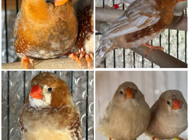 Zebra Finches