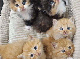 Kittens