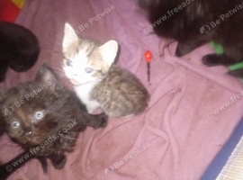 Kittens