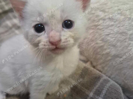 Beautiful turkish angora x maine coon kittens looking for forever homes