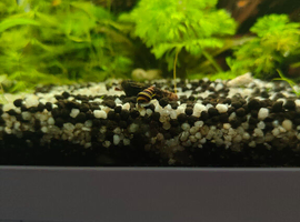 X2 Assassin snails