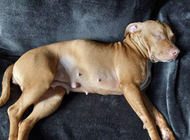 13 month old puppy for sale