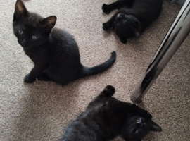 4 kittens for sale