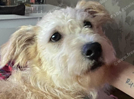 Glen of Imaal terrier male 1 year