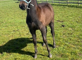7 month old Colt- Rory