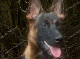 Nala