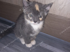8 week old FEMALE kittens