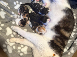 4 mixed bread kittens