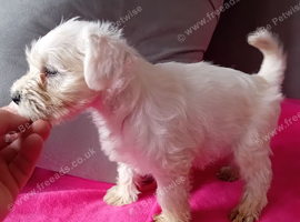 Champion Bloodline Miniature Schnauzer