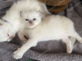 Pure Ragdoll Kittens