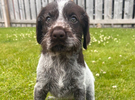 German Wirehaired Pointer Puppies