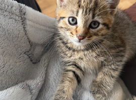 Domestic shorthair