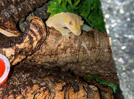 Male crested gecko &setup