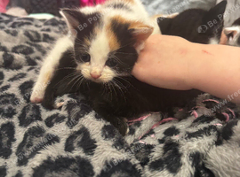 2 female kitten