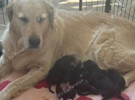 Beautiful Golden Retriever &times; Lurcher Puppies &ndash; 4 Girls & 2 Boys
