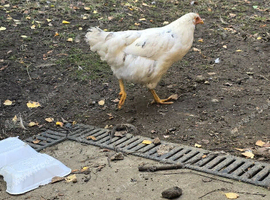 Olive Egger Chicken