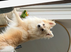 Beautiful pomeranian German spit