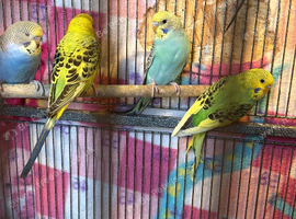 Young budgies