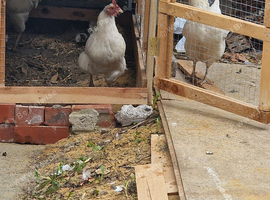 Chicken for sale in Bradford