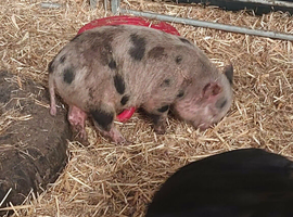 FREE selection of Kune Kune x piglets