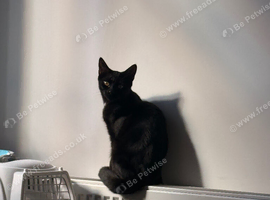 Black Baby Moon