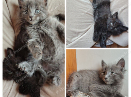 4 Fluffy domestic longhair kittens