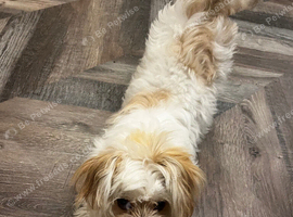 Lhasa Apso x Chihuahua