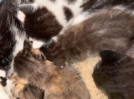 Kittens female and male