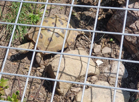 Horsefield tortoises female