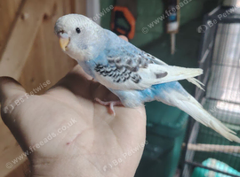 Baby budgies for sale