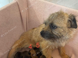 K.C. Reg border terriers