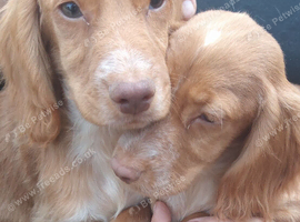 Beautiful fully vaccinated little spaniel boy
