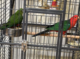 Australian King-Parrot