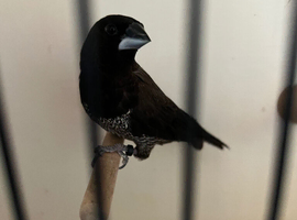 Bengalese finch