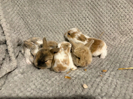 Mini lop babies ALL SOLD ️
