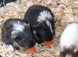 Boars and Sows Available Now
