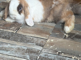 2 unrelated mini lop boys