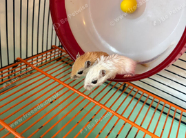 Baby gerbils
