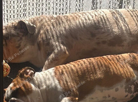 Beautiful Kc Reg British Bulldog Red & White Female