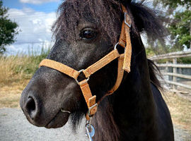Super Cute SPSBS Shetland Colt