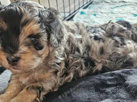 Beautiful Blue Merle Maltipoos