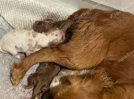 Cavalier King Charles spaniel puppy
